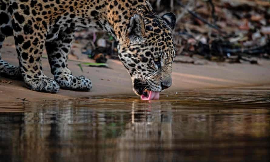 Un jaguar boit de l'eau à Porto Jofre, au Brésil.