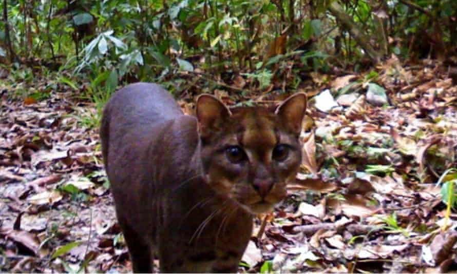 Un chat doré africain insaisissable capturé par une caméra automatisée.