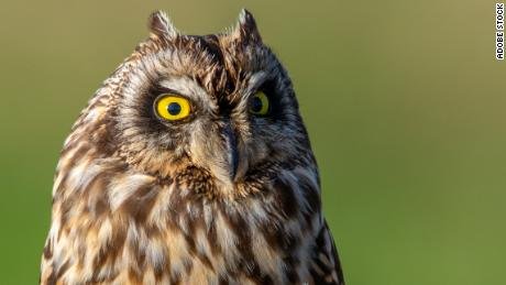 Le hibou des marais choisit une variété de paysages pour s'installer. 