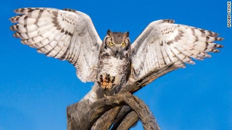 Quand vous pensez à un hibou avec des yeux brillants et un visage impressionnant, vous pensez probablement au grand-duc d'Amérique. 