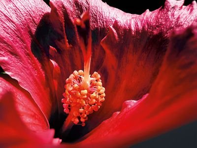 Apple Shot sur macro iPhone Marco Colletta