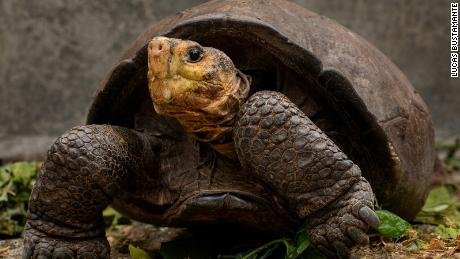 Fernanda vit maintenant au centre d'élevage de tortues géantes Fausto Llerena sur l'île de Santa Cruz dans le parc national des Galapagos en Équateur.