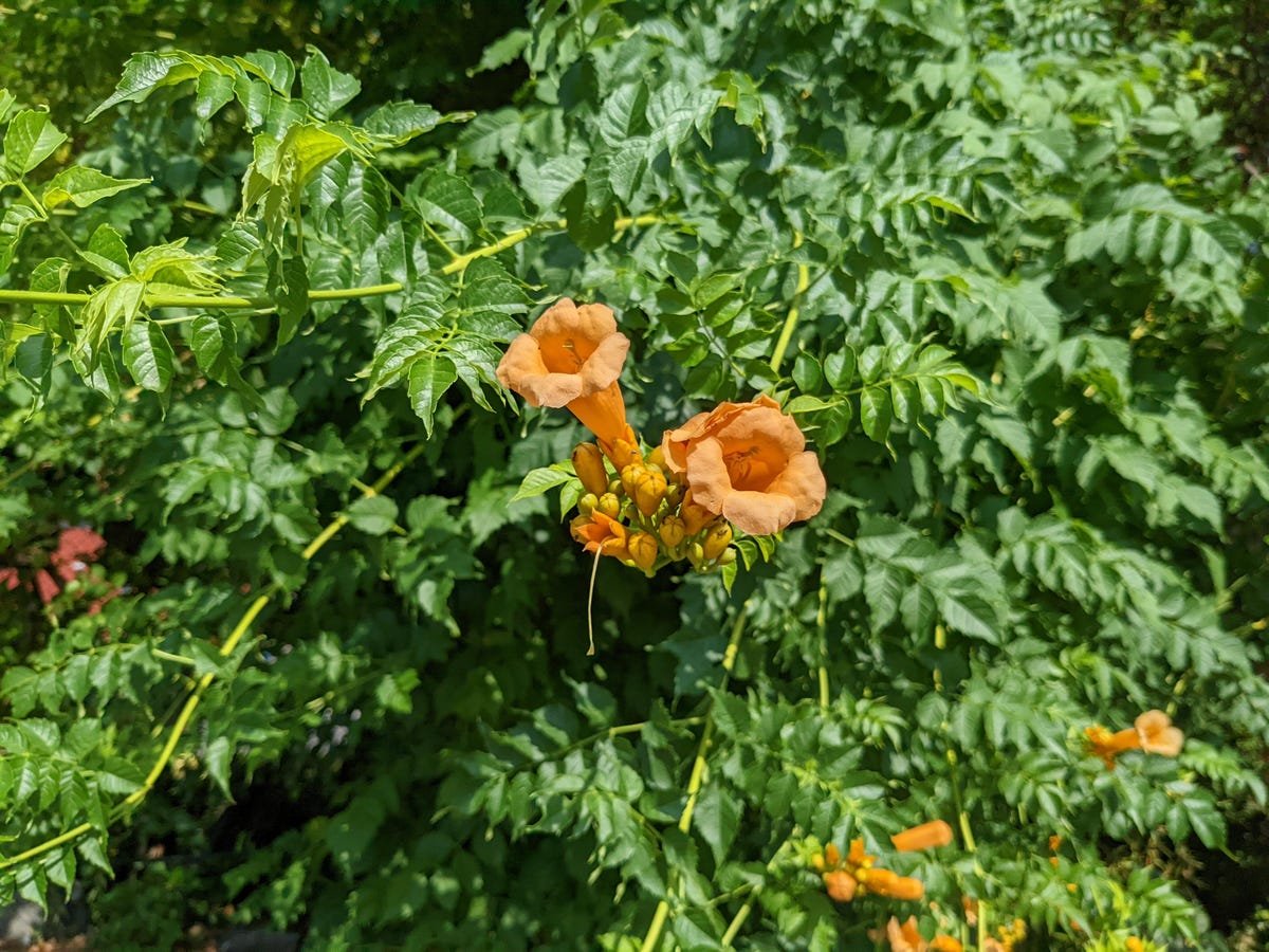 Google Pixel 6A Review: The Best Android Phone Under $500 5 An image of a yellow flower taken with the Pixel 6A.