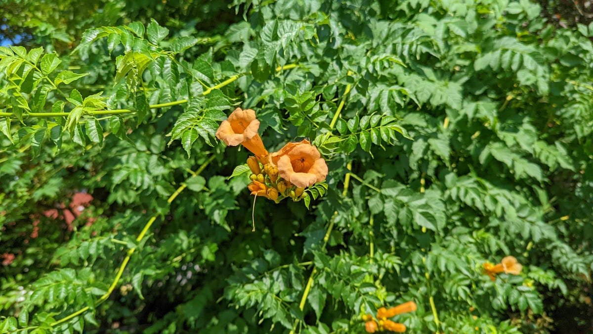 Google Pixel 6A Review: The Best Android Phone Under $500 6 A photo of a yellow flower taken with the Pixel 6