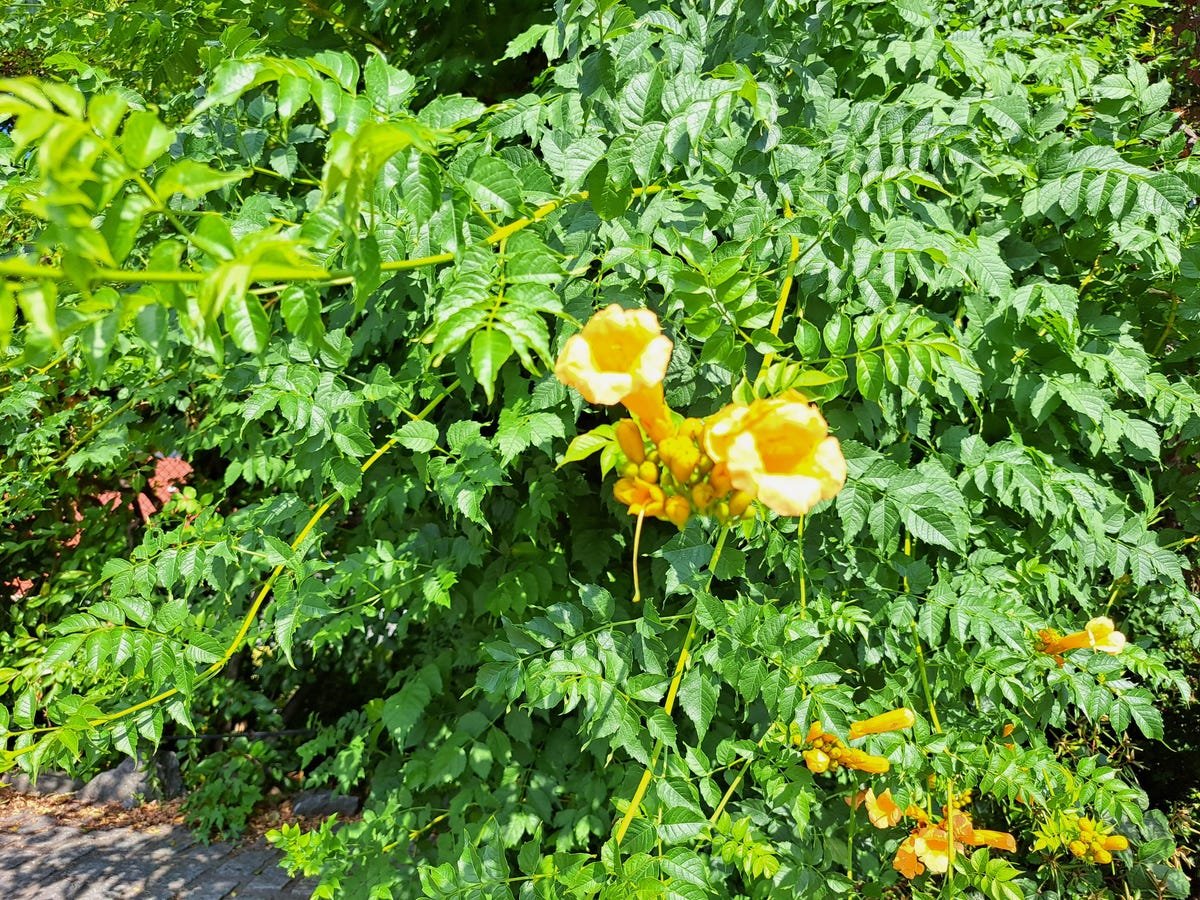Google Pixel 6A Review: The Best Android Phone Under $500 7 A photo of a yellow flower taken with the Galaxy A53.