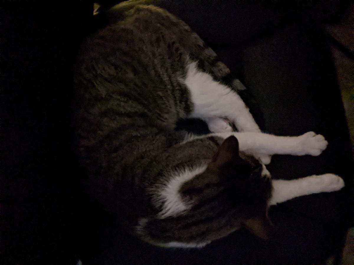 Google Pixel 6A Review: The Best Android Phone Under $500 14 A dark photo of a gray and white cat taken with the Pixel 6A