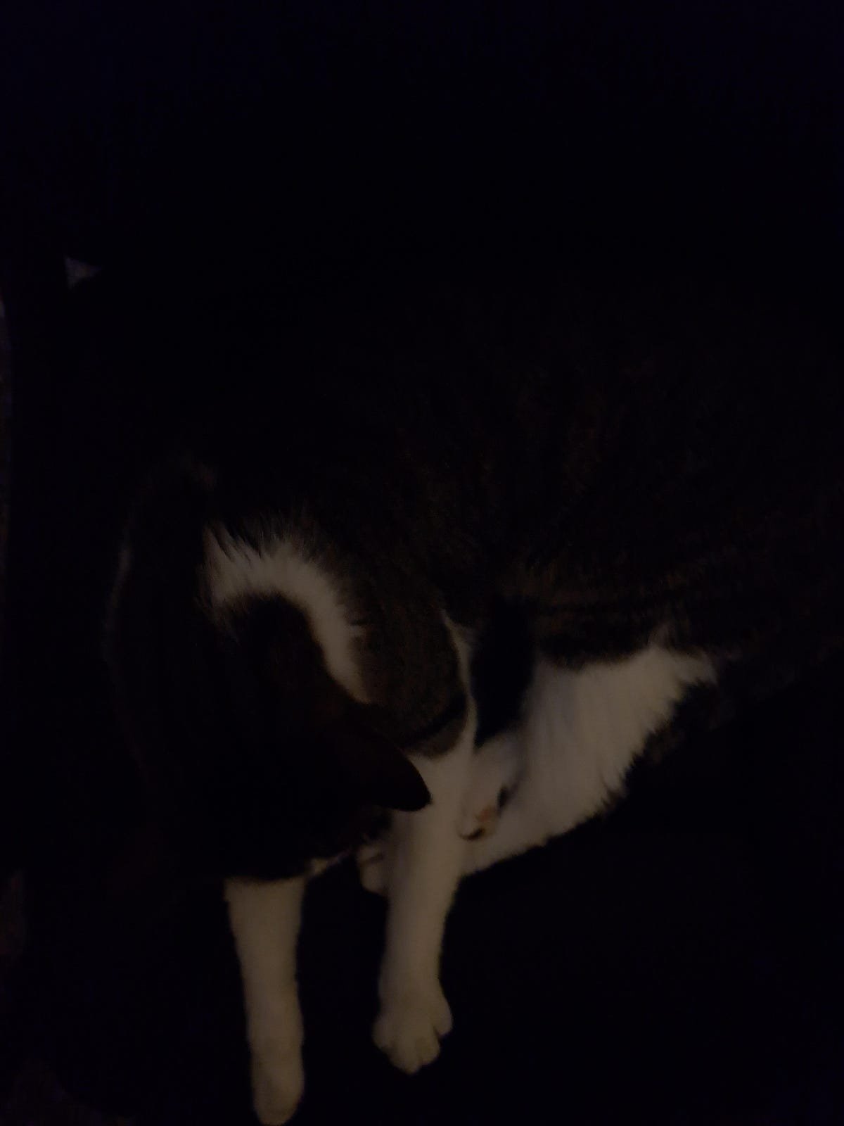 Google Pixel 6A Review: The Best Android Phone Under $500 16 A photo of a gray and white cat taken with the Galaxy A53's night mode