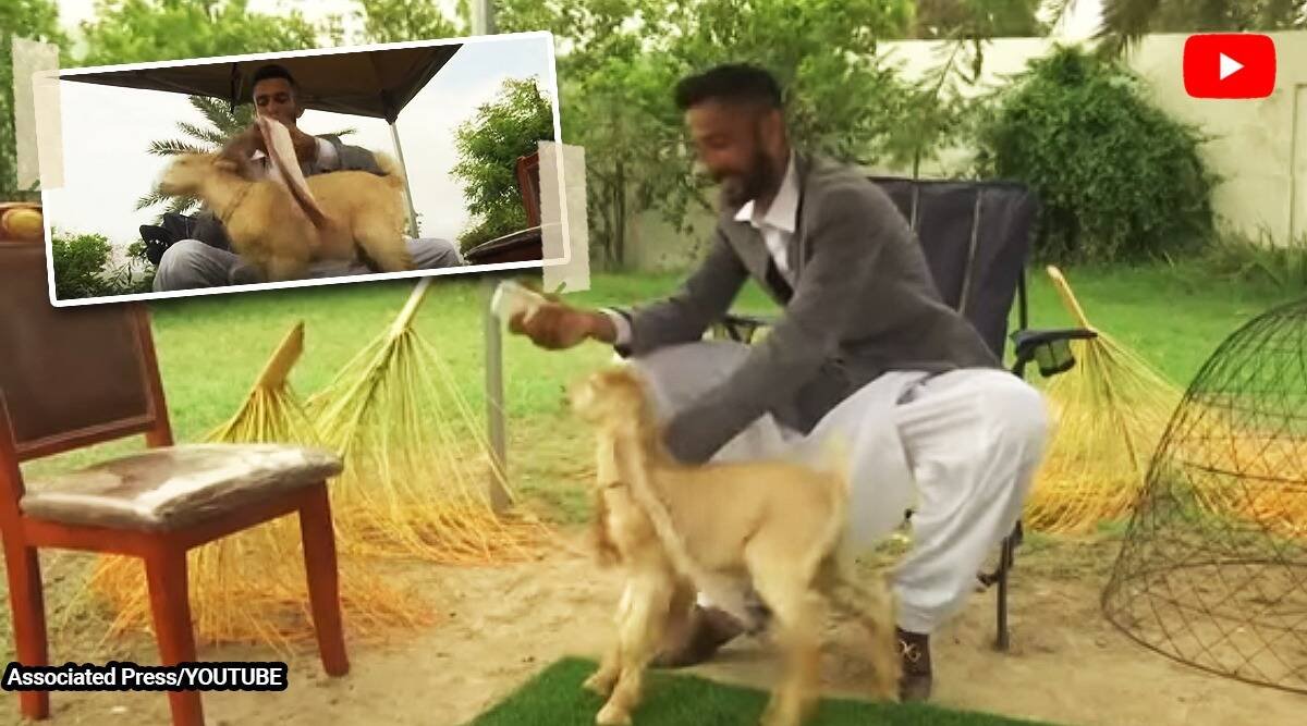 Rencontrez Simba, la chèvre aux oreilles de 22 pouces, une sensation Internet au Pakistan