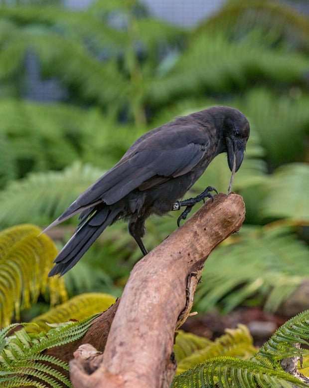 un corbeau hawaïen utilisant une brindille pour accrocher les larves d'une branche d'arbre