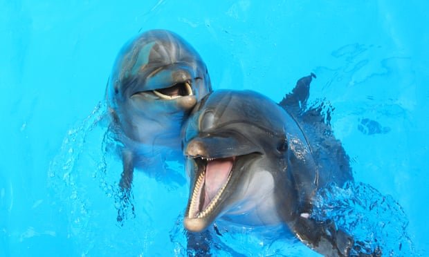deux dauphins dans une piscine