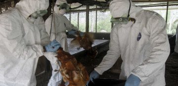 La France détecte la grippe aviaire dans un élevage de canards