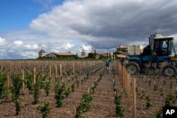Manon Lecouffe, à droite, et Didier Lebas arrosent les vignes nouvellement plantées pour les aider à pousser au Château Smith-Haut-Lafitte à Martillac, au sud de Bordeaux, dans le sud-ouest de la France, le lundi 22 août 2022. (AP Photo/Francois Mori)