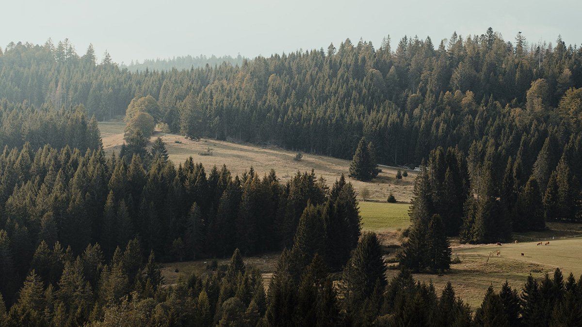 Des scientifiques introduisent les forêts dans l’Internet des objets – Eos