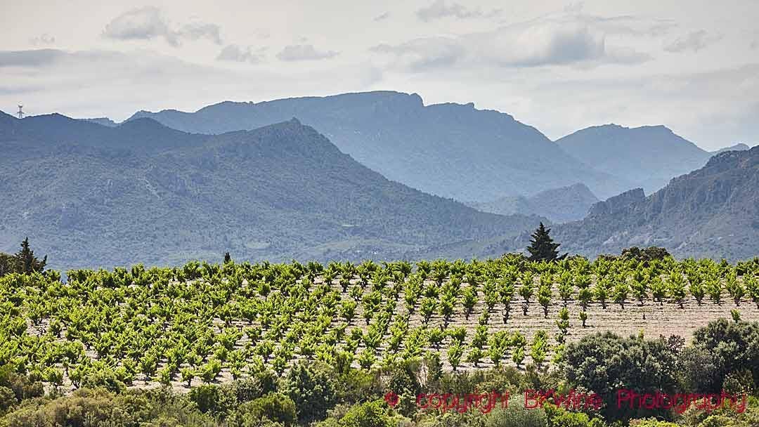 Fitou dans le sud de la France ravive son image avec le cépage local Carignan