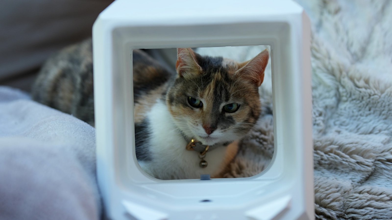 Le propriétaire d’un chat fatigué que son félin ramène des animaux morts à la maison crée un rabat géré par l’IA pour mettre fin au problème pour de bon