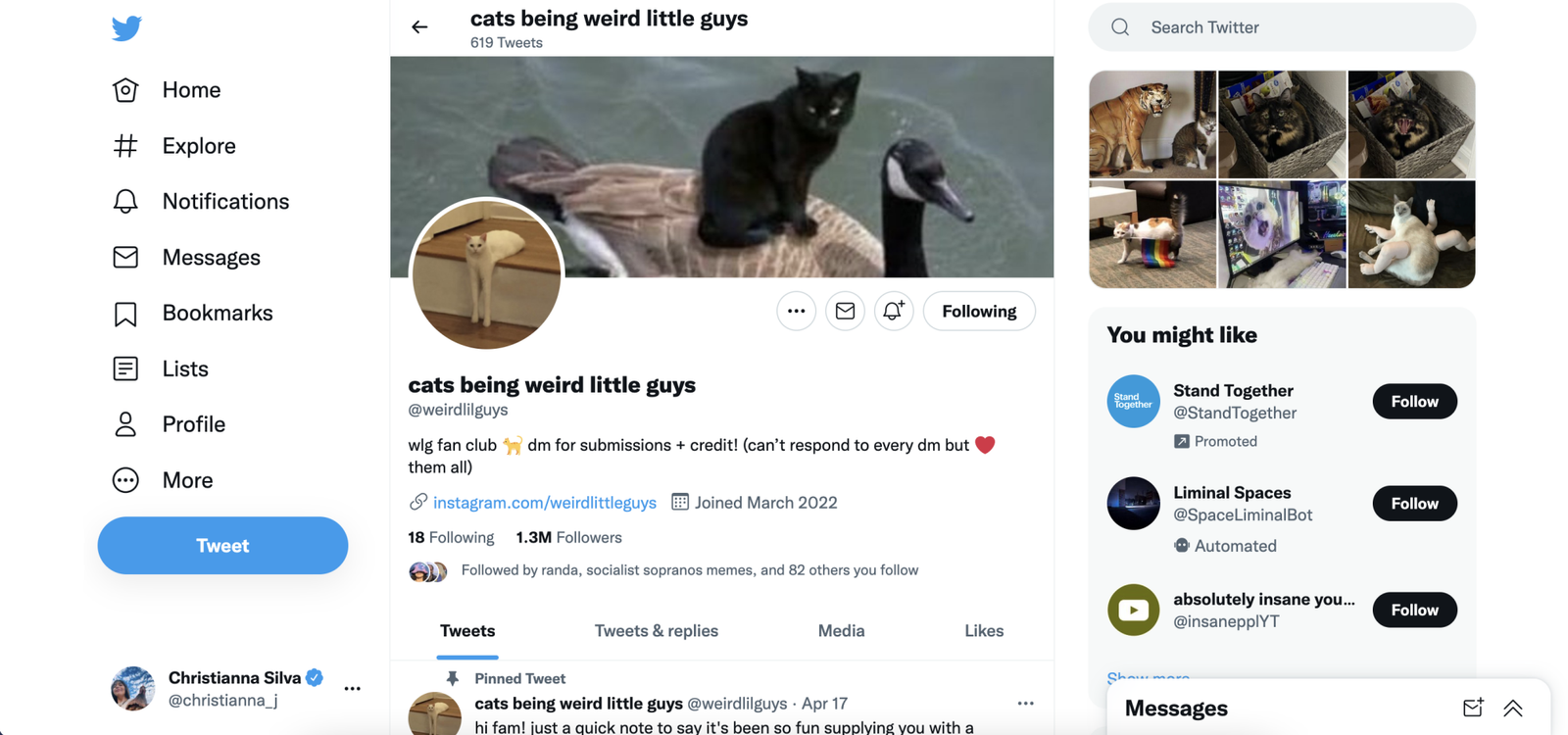 Capture d'écran du compte Twitter Cats Being Weird Lil Guys
