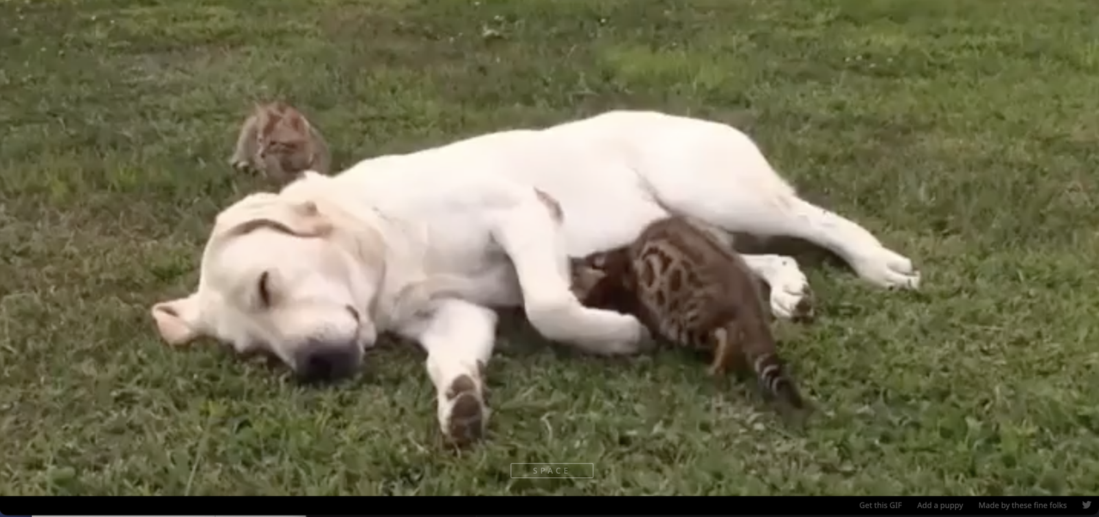 Un chien et un chat