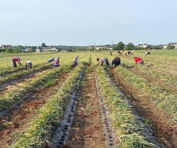 France : marché attentiste et commercialisation cohérente pour l’IGP Echalote d’Anjou