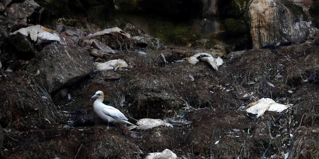 L'épidémie de grippe aviaire non saisonnière en France suscite des inquiétudes 1 Des fous de Bassan morts jonchent la côte de Perros-Guirec en Bretagne, en France, le 5 septembre 2022., alors que la grippe aviaire fait des ravages dans le monde entier.
