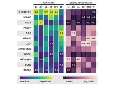 Smart software untangles gene regulation in cells