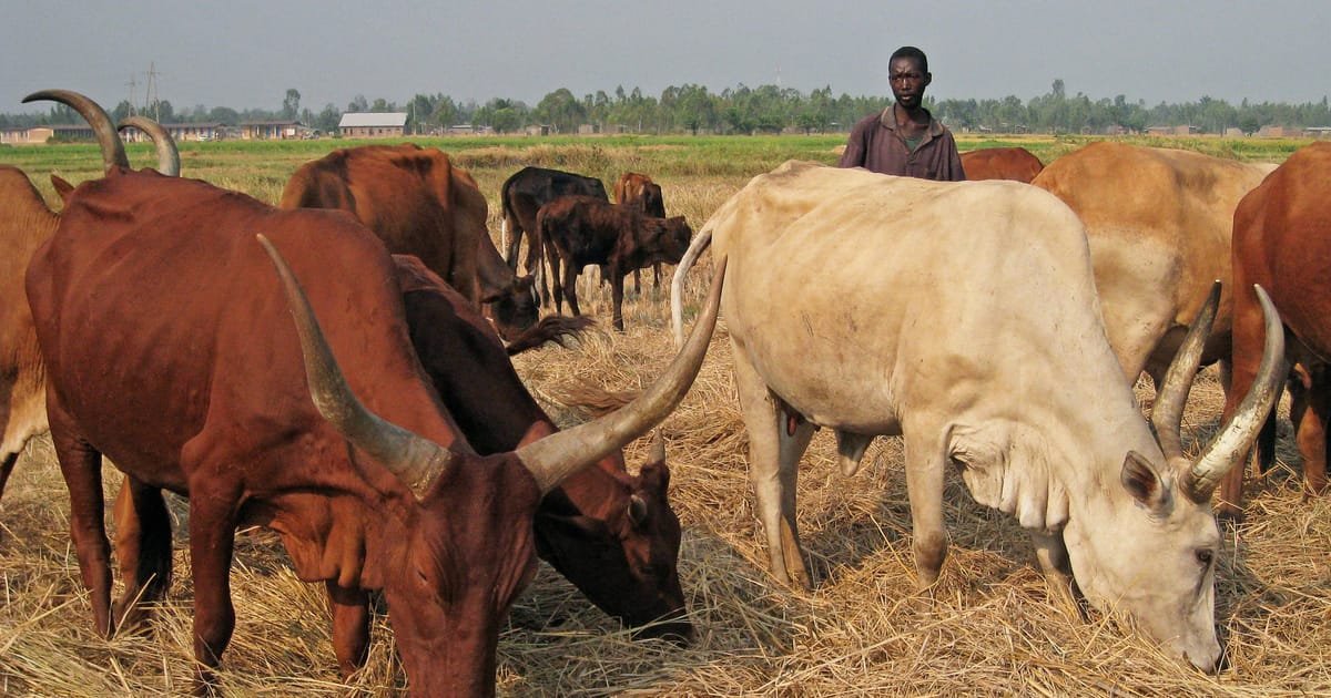Le président ougandais s’excuse pour son fils général qui a offert 100 vaches pour épouser Giorgia Meloni