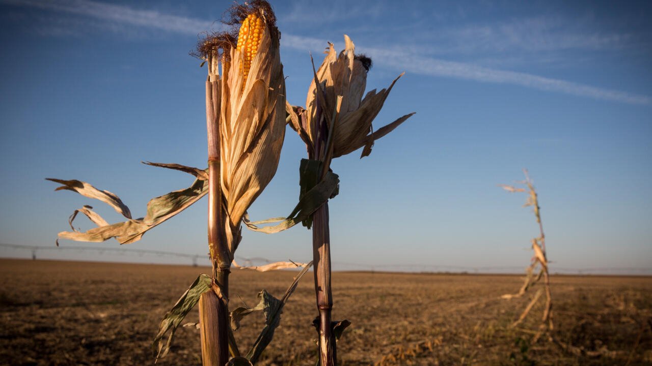 Les agriculteurs du Midwest américain luttent contre une sécheresse prolongée