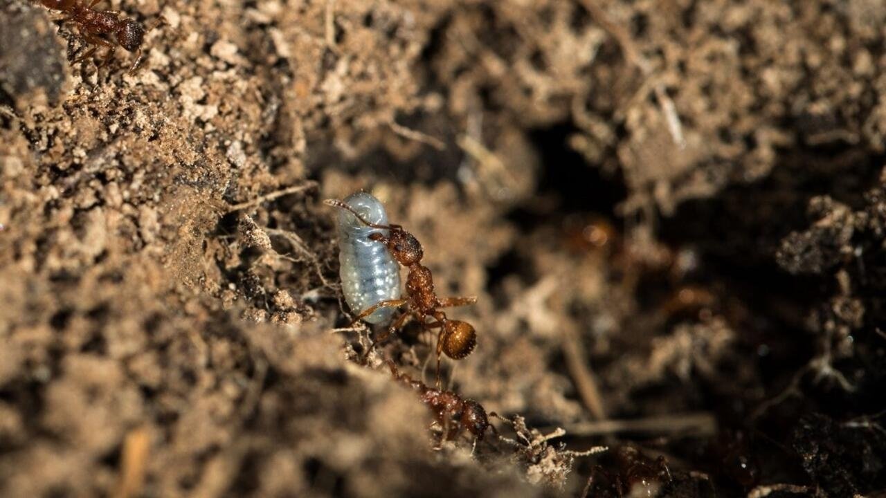 Une fourmi piquante invasive d’Amérique du Sud repérée pour la première fois en France