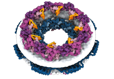 AlphaFolds nouveau rival Meta AI predit la forme de