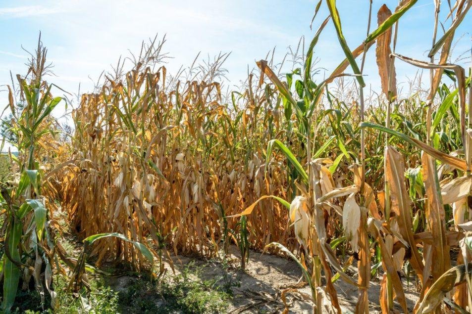 La sécheresse fait chuter la production de maïs en France