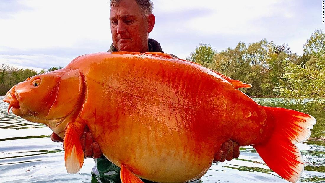 Un pêcheur attrape un poisson rouge de 67 livres