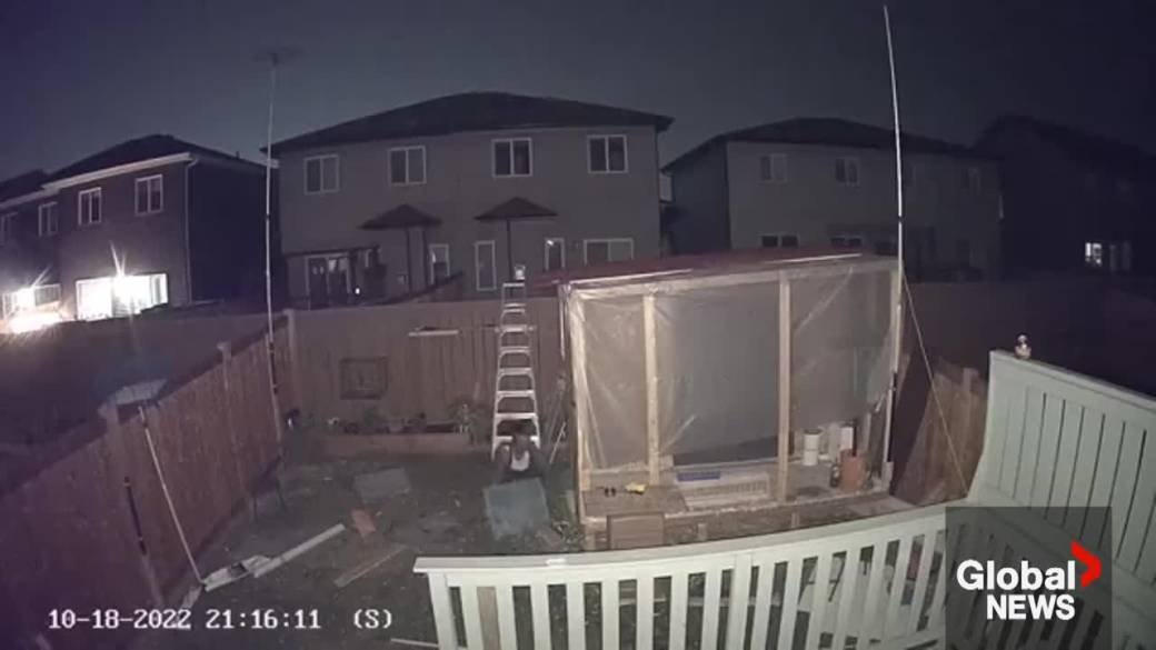 Cliquez pour lire la vidéo : '13,5 000 $ de pigeons de compétition volés dans la cour d'Edmonton'