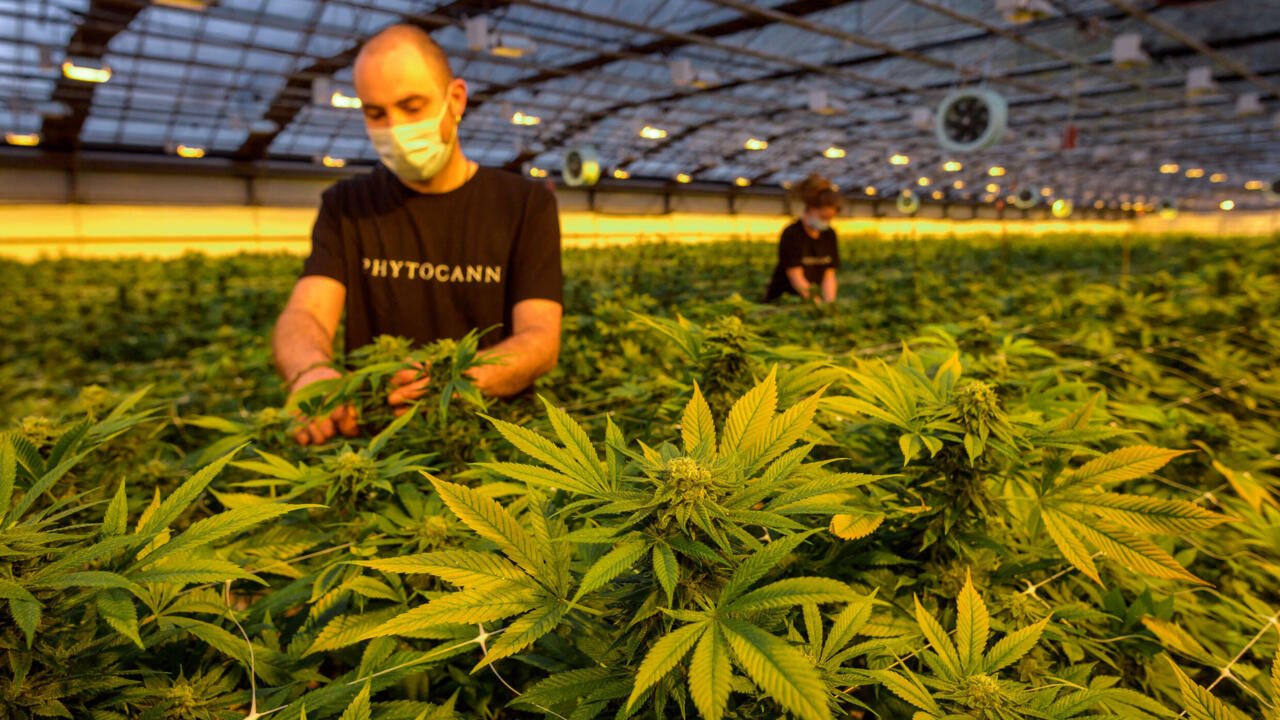 Un tribunal français annule l’interdiction gouvernementale de vendre des fleurs CBD