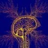 Cela montre un cerveau