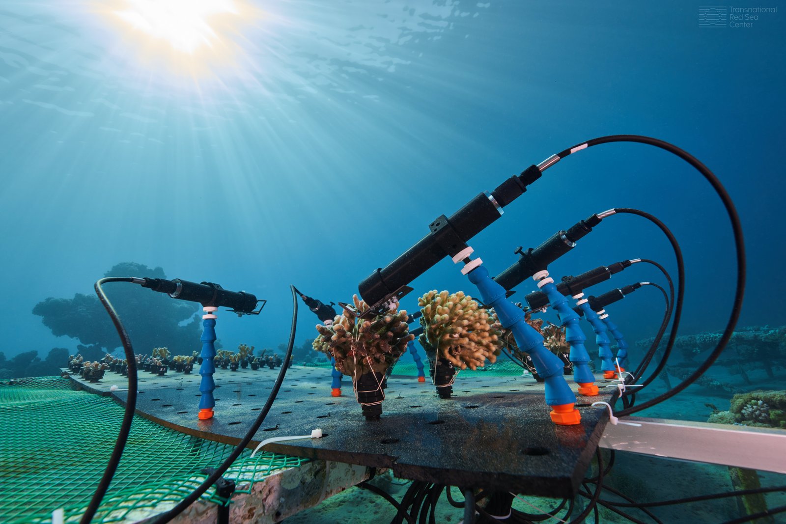 1674099102 357 The parable of the last corals on Earth