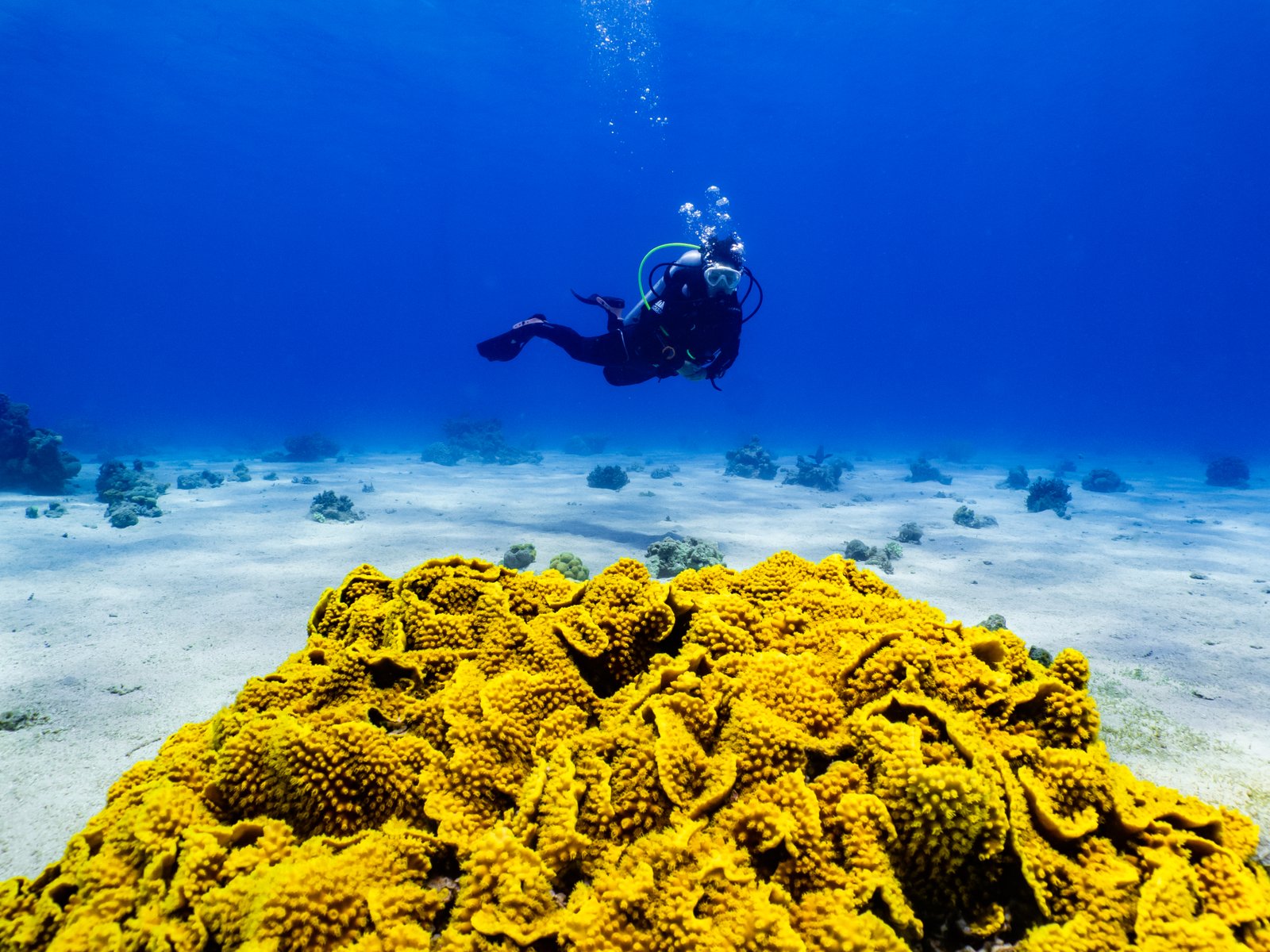 1674099105 992 The parable of the last corals on Earth
