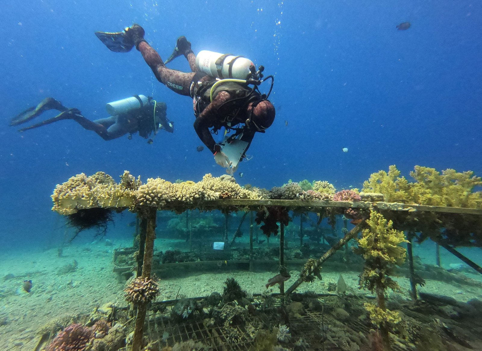 1674099108 124 The parable of the last corals on Earth
