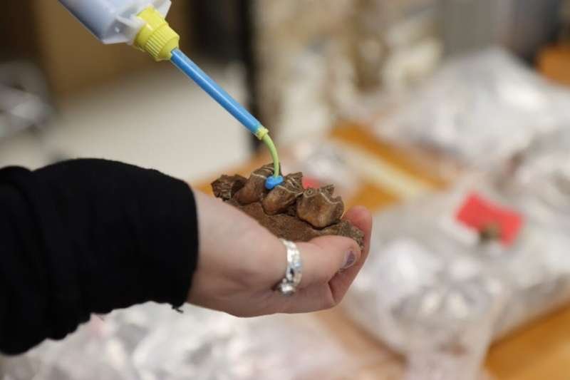 Dans le site néandertalien de Combe-Grénal, en France, les stratégies de chasse n'ont pas été affectées par le changement climatique