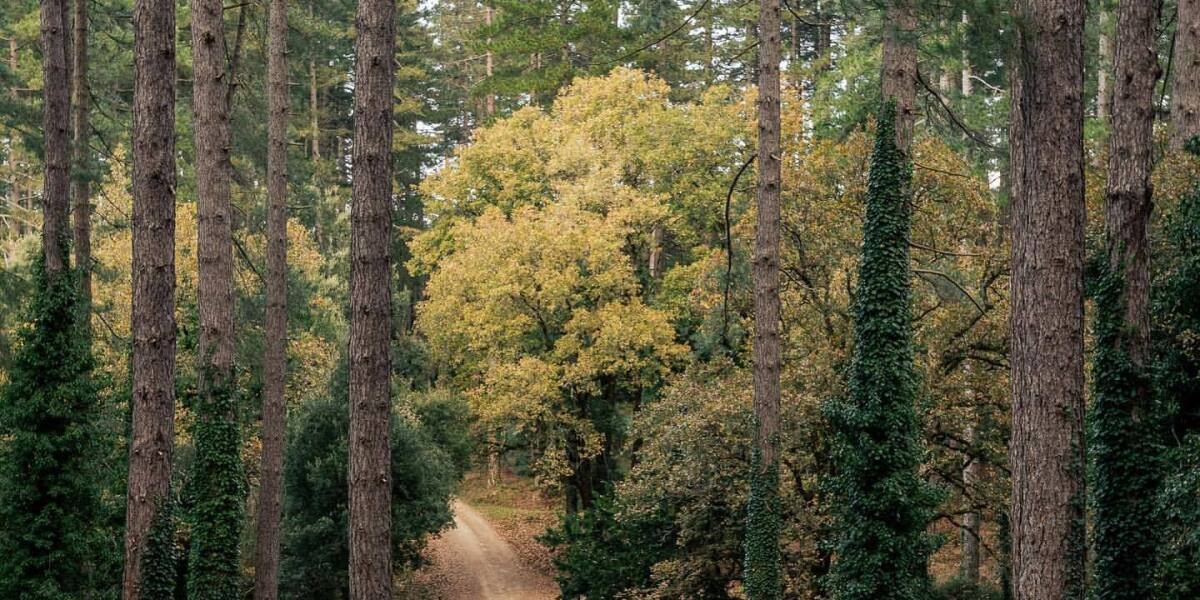 Amazon annonce un investissement de 3 millions pour restaurer la nature et la faune en France avec CDC Biodiversité