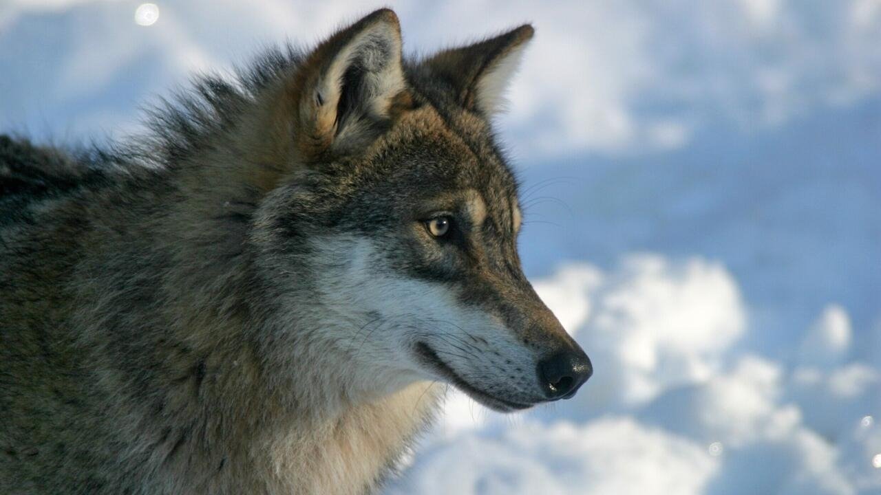 Down to Earth – Superpredator : Les humains et les loups peuvent-ils coexister ?