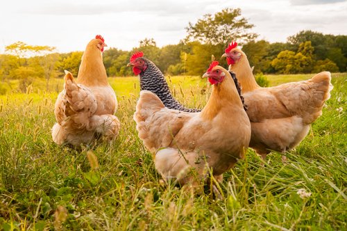 La pénurie d’œufs en France met l’accent sur le maintien des poules à la maison