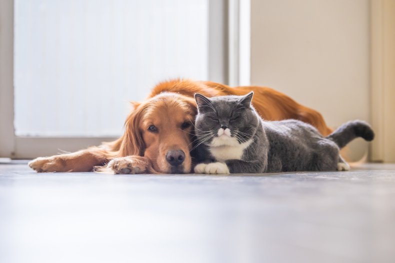 Chat et chien