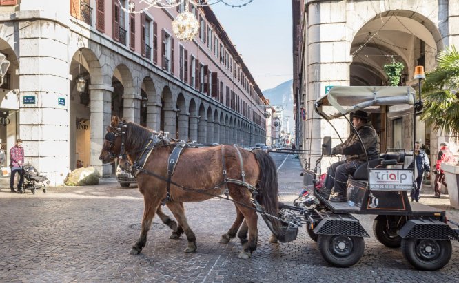 Les chevaux de charrette ramassent les sapins de Noël et apportent la joie à travers la France
