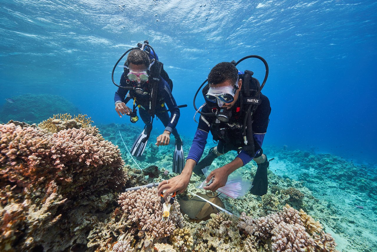 The parable of the last corals on Earth