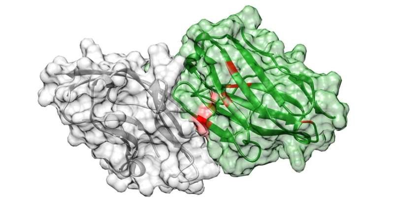 L'approche basée sur l'IA a identifié avec succès un nouvel anticorps, montré ici étroitement lié à sa cible, PD-L1. Crédit : Sciences de la santé UC San Diego L'intelligence artificielle aide à la découverte d'anticorps à liaison ultra-étroite