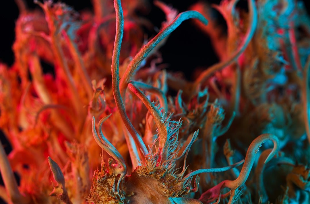 Champignons Cordyceps
