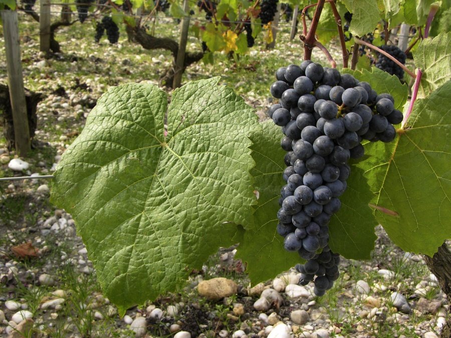 La France fournit jusqu’à 67 millions d’euros pour aider les vignobles bordelais à arracher les vignes malades