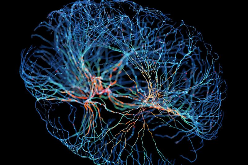 L'avenir de l'informatique est-il biologique ? Ars Technica 1 Image de neurones brillant en bleu sur fond noir