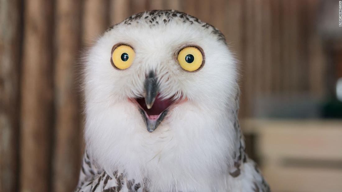 Les photos de hibou inondent Internet avant le Super Bowl.  Voici pourquoi
