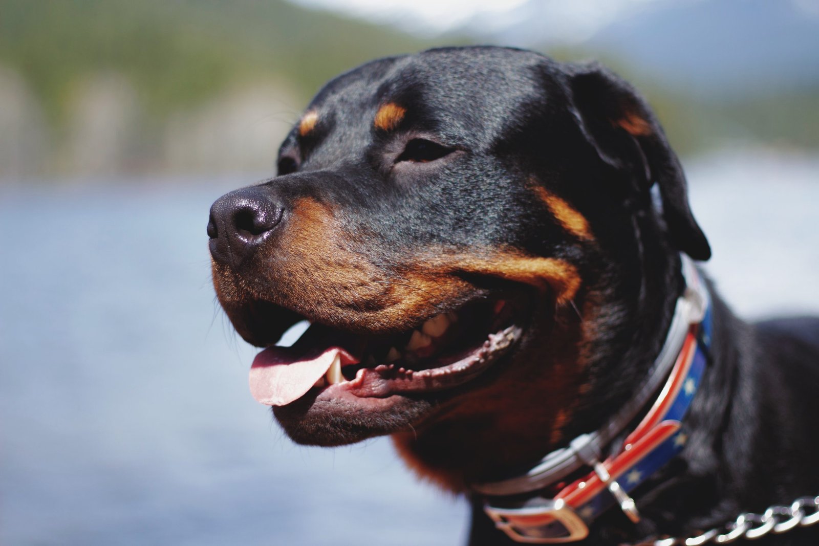 Puis-je amener mon Pit Bull, Staffy ou Rottweiler en France ?  – FrançaisEntrée