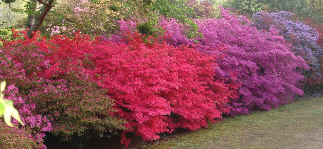 Suivez votre nez lors d'une visite parfumée des fleurs printanières de France 2 1682175788 260 Suivez votre nez lors dune visite parfumee des fleurs printanieres